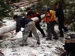 Most Painful Way To Move A Fallen Tree
