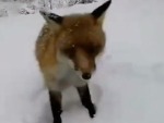 Not Everyone Wants To Be Friends With A Fox
