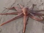 Octopus On The Beach Whaaaaaat??

