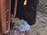 Poor Cow Had An Epic Cyst
