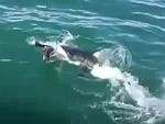 Seal Ducking And Diving A Big Great White
