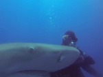 Shark Asks A Diver For Some Help
