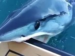 Shark Doesn't Like Your Boat
