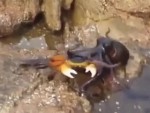 Shitty Day To Be A Crab

