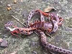 Snake And Centipede Do Battle And Its Terrifying
