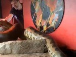 Snake Was Definitely Ready To Eat
