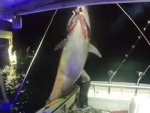 Solo Woman Fisho Pulls In A Record Tuna
