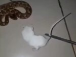 Take Care When Feeding  Snakes
