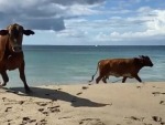 This Is A Cows Only Beach, Lady!
