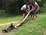 Three Men Fight A Huge Snake To Save Their Dog
