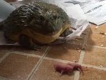 Toad Eating Baby Mice Is Just Horrific
