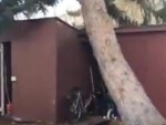 Tree Collapses On His Shed
