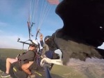 Vulture Drops In On Paragliders Wow
