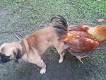 What Came First The Chicken Or The Pug
