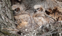 Camouflaged Owls